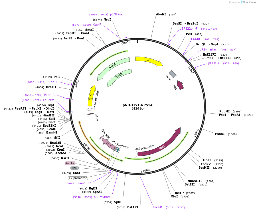 231494-plasmid-map-sequence-id-502545