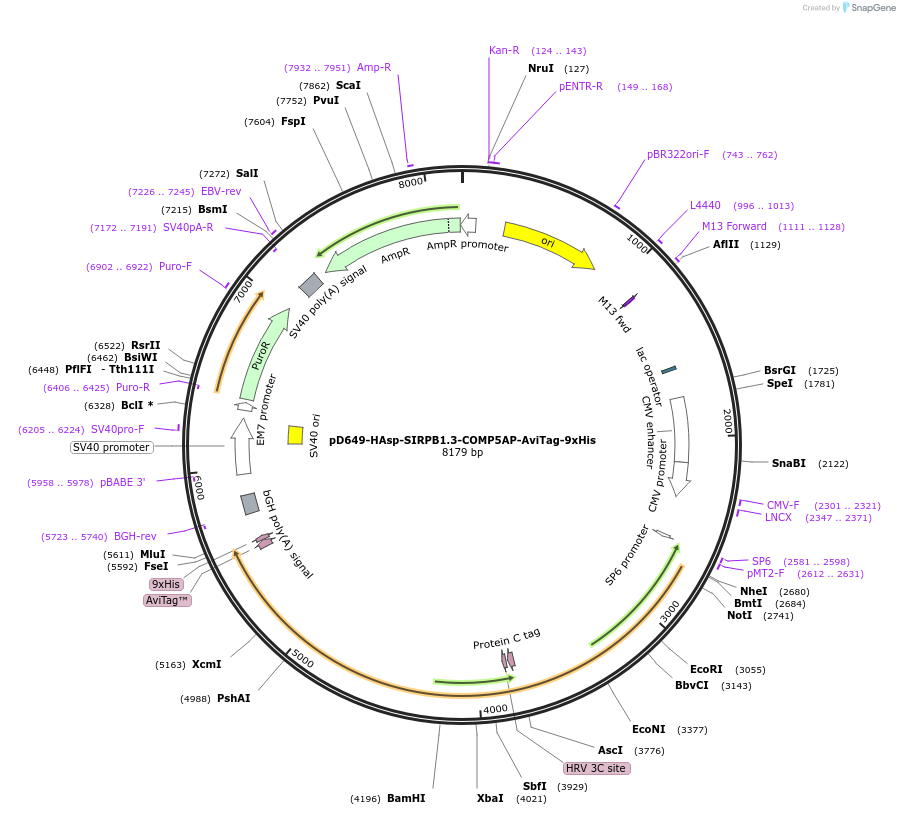 157346-plasmid-map-sequence-id-502547