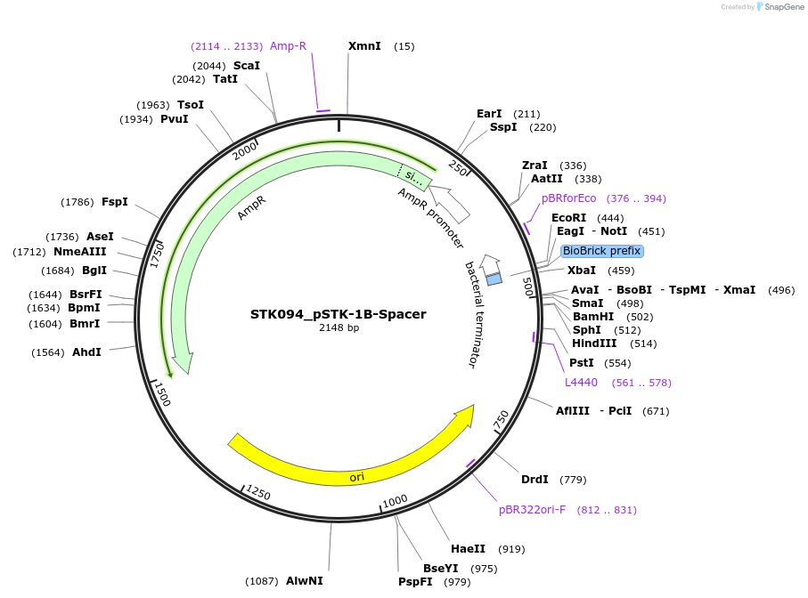 235350-plasmid-map-sequence-id-502548