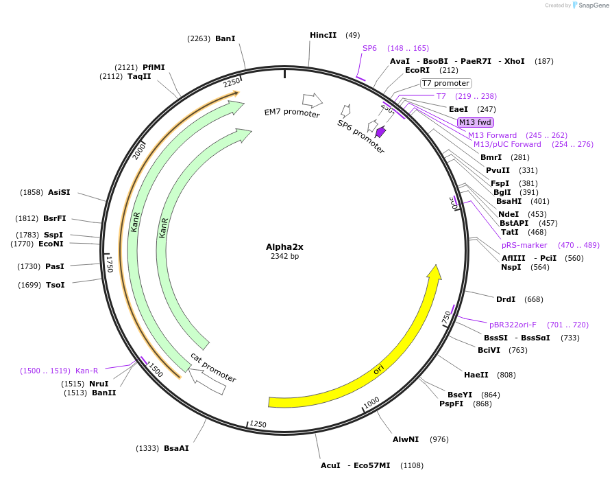 252569-plasmid-map-sequence-id-502549