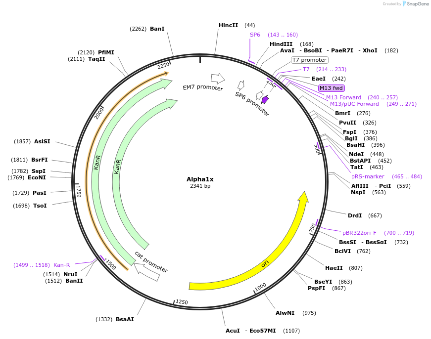 252570-plasmid-map-sequence-id-502551