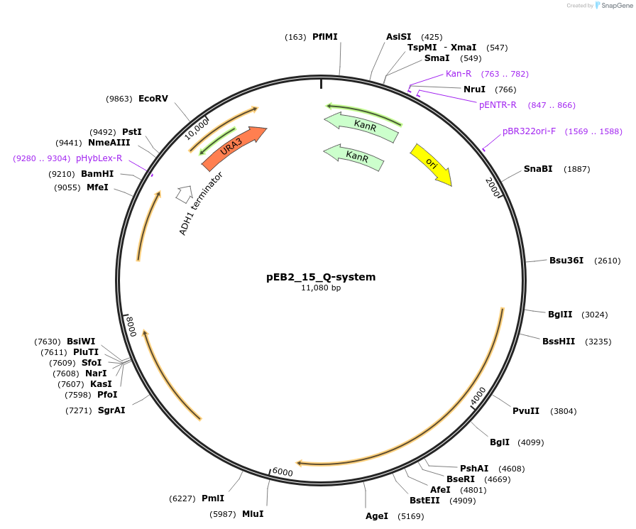 236221-plasmid-map-sequence-id-502552