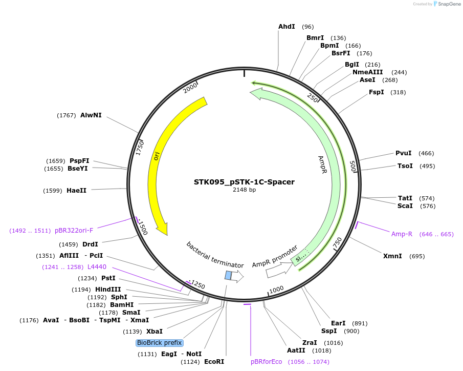 235351-plasmid-map-sequence-id-502553