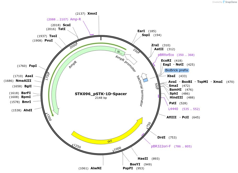 235352-plasmid-map-sequence-id-502554