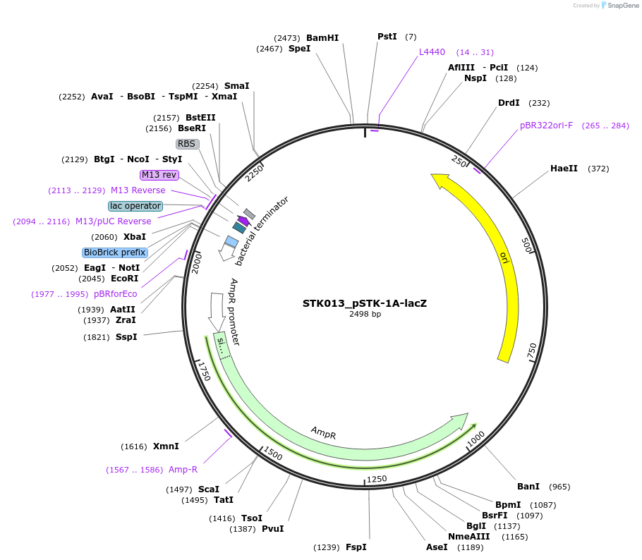 235333-plasmid-map-sequence-id-502555