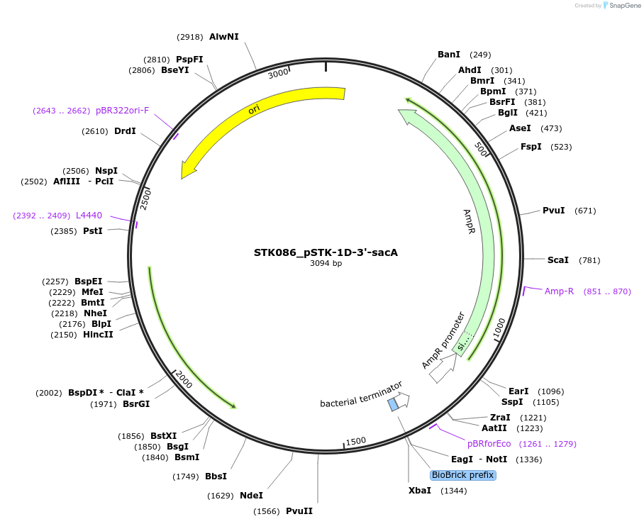 235346-plasmid-map-sequence-id-502558