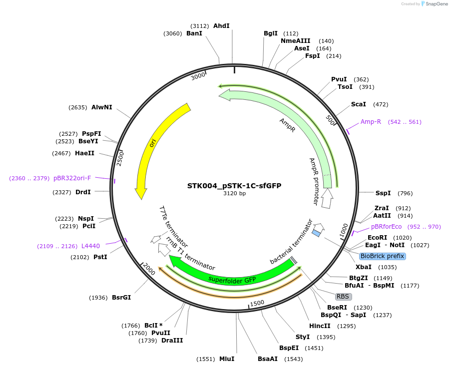 235331-plasmid-map-sequence-id-502559