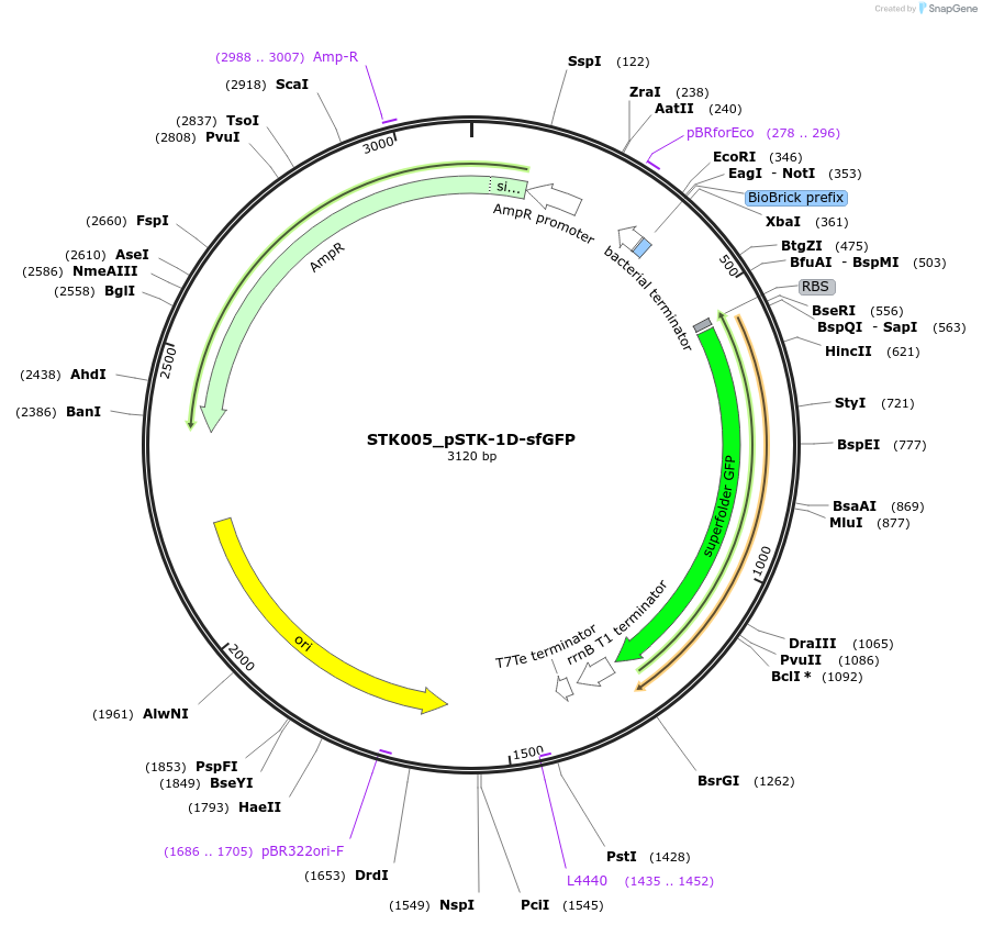 235332-plasmid-map-sequence-id-502561