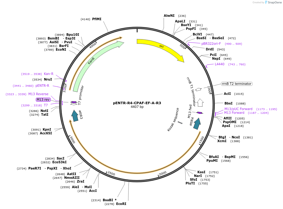 251010-plasmid-map-sequence-id-502564