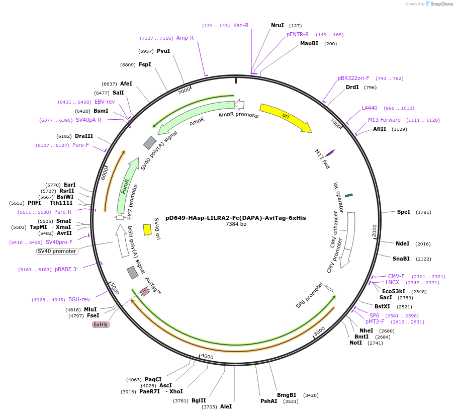 156856-plasmid-map-sequence-id-502571