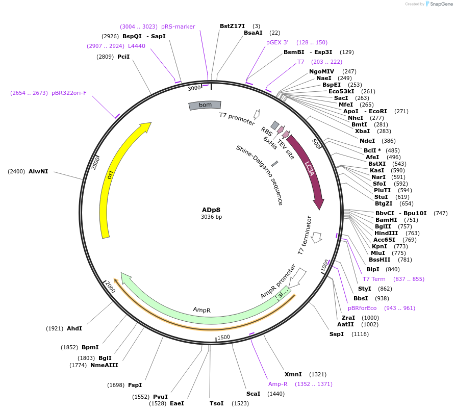 252697-plasmid-map-sequence-id-502573