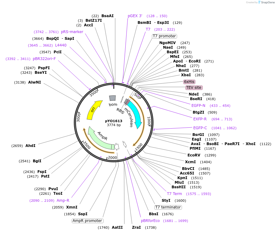 252678-plasmid-map-sequence-id-502588