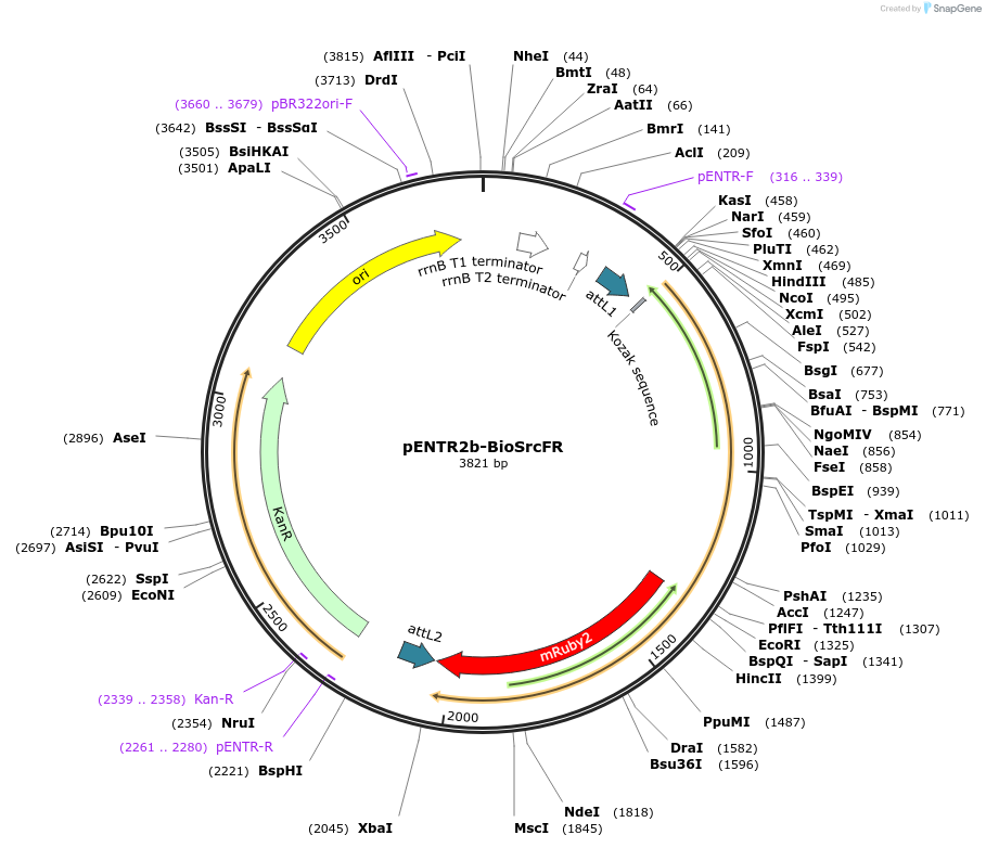 252352-plasmid-map-sequence-id-502589