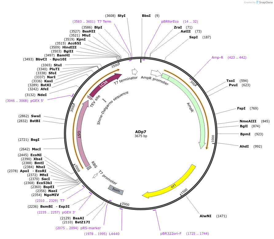 252696-plasmid-map-sequence-id-502591