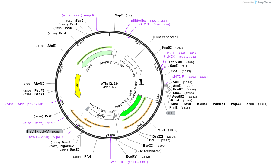 252900-plasmid-map-sequence-id-502592