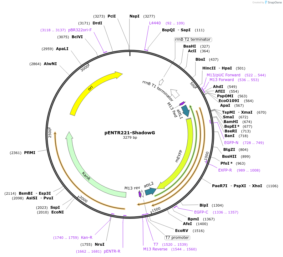 252334-plasmid-map-sequence-id-502593