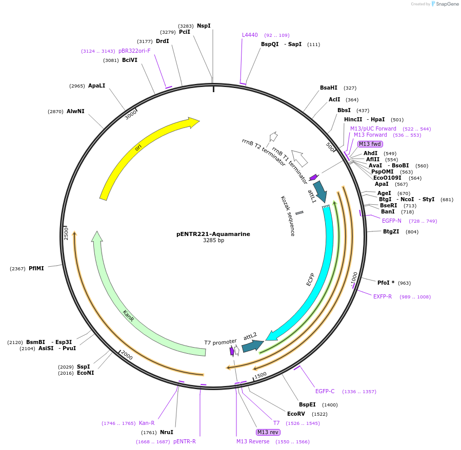 252341-plasmid-map-sequence-id-502594