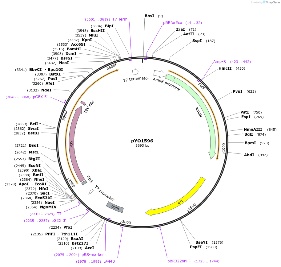 252701-plasmid-map-sequence-id-502595