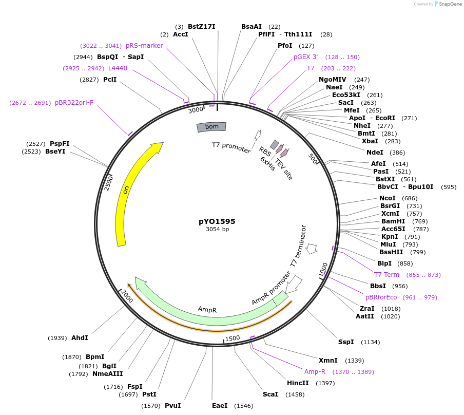 252700-plasmid-map-sequence-id-502597