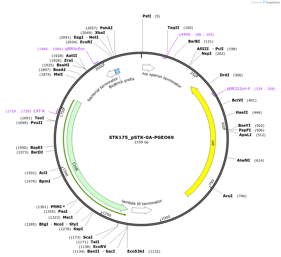 235432-plasmid-map-sequence-id-502599