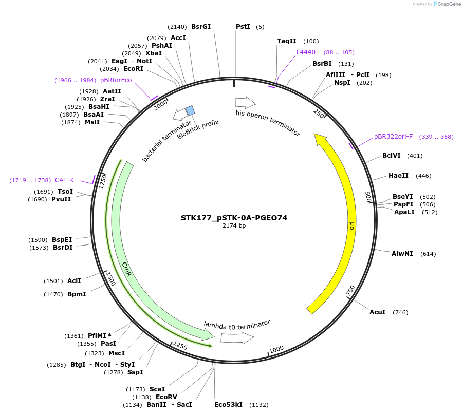 235434-plasmid-map-sequence-id-502601