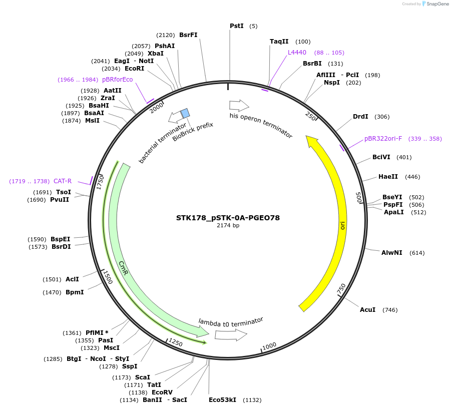 235435-plasmid-map-sequence-id-502602