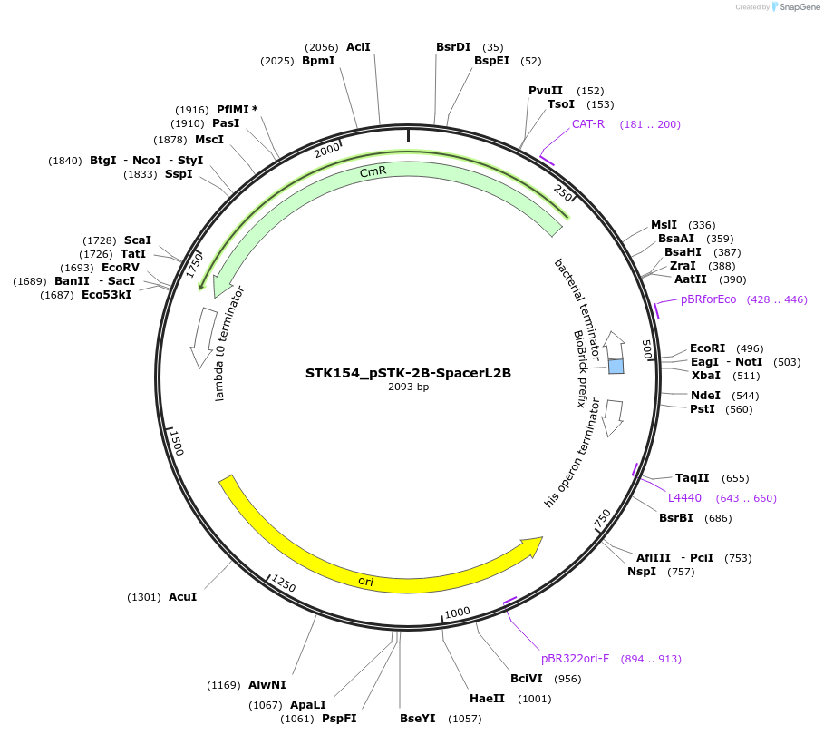 235422-plasmid-map-sequence-id-502607