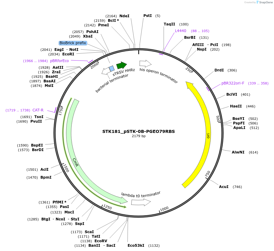 235438-plasmid-map-sequence-id-502615