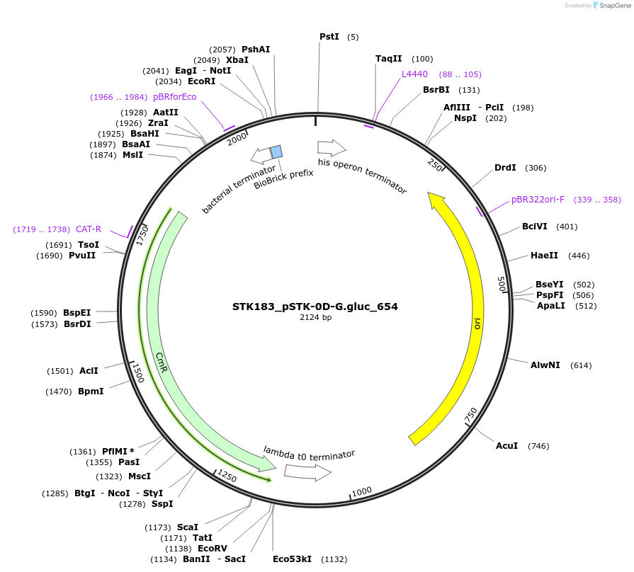 235440-plasmid-map-sequence-id-502616