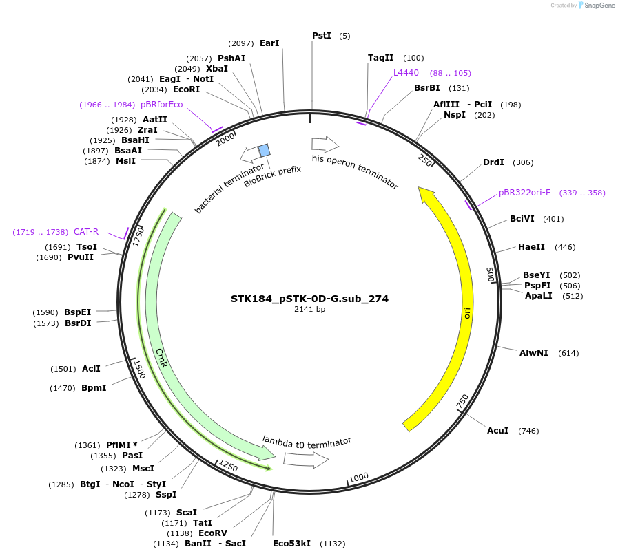 235441-plasmid-map-sequence-id-502617