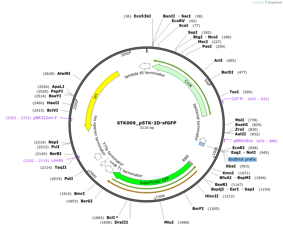 235357-plasmid-map-sequence-id-502622