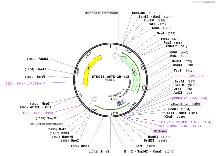 235359-plasmid-map-sequence-id-502623