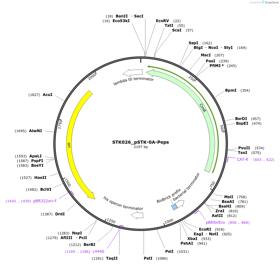 235364-plasmid-map-sequence-id-502624