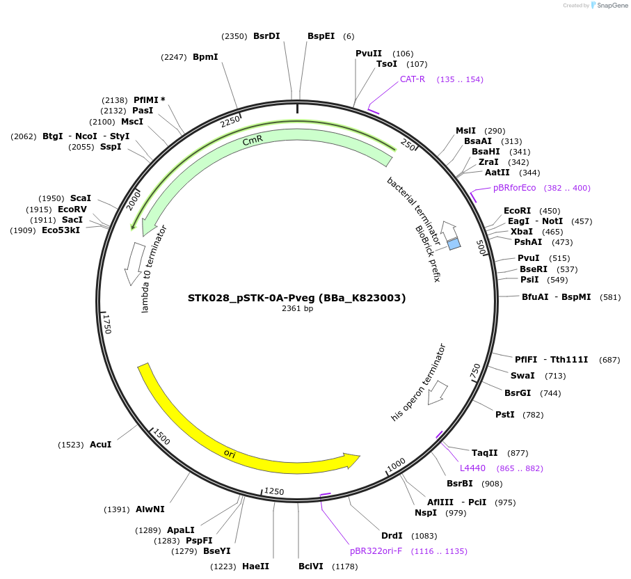 235366-plasmid-map-sequence-id-502626