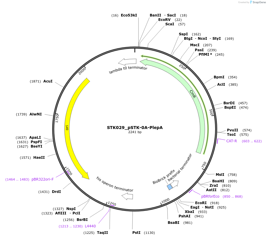 235367-plasmid-map-sequence-id-502627