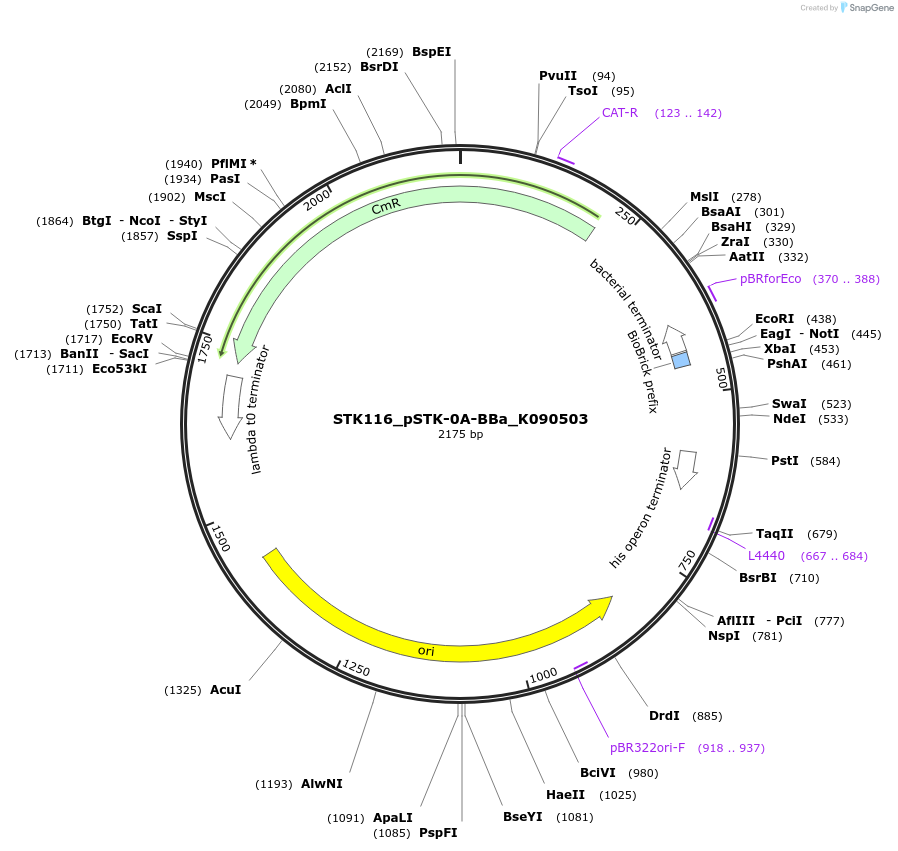 235372-plasmid-map-sequence-id-502631