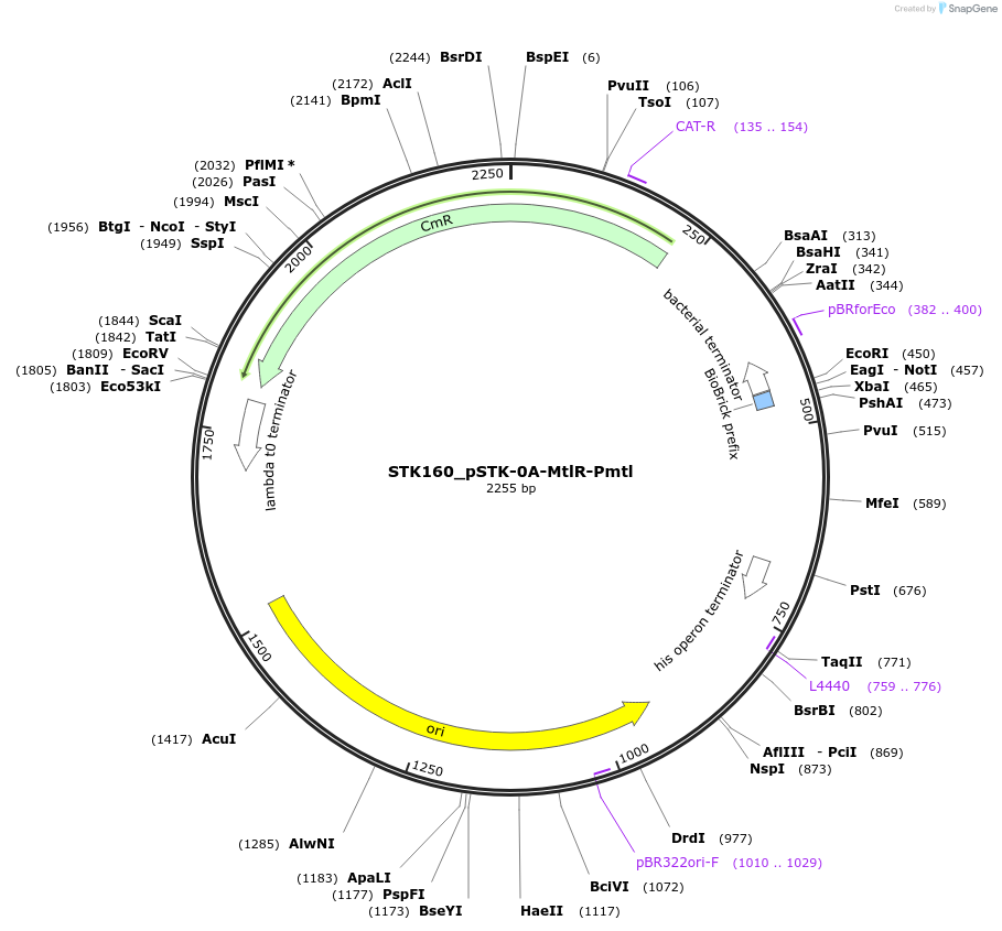 235376-plasmid-map-sequence-id-502634