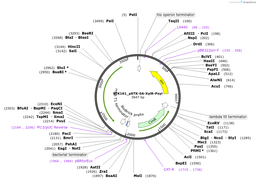 235377-plasmid-map-sequence-id-502635