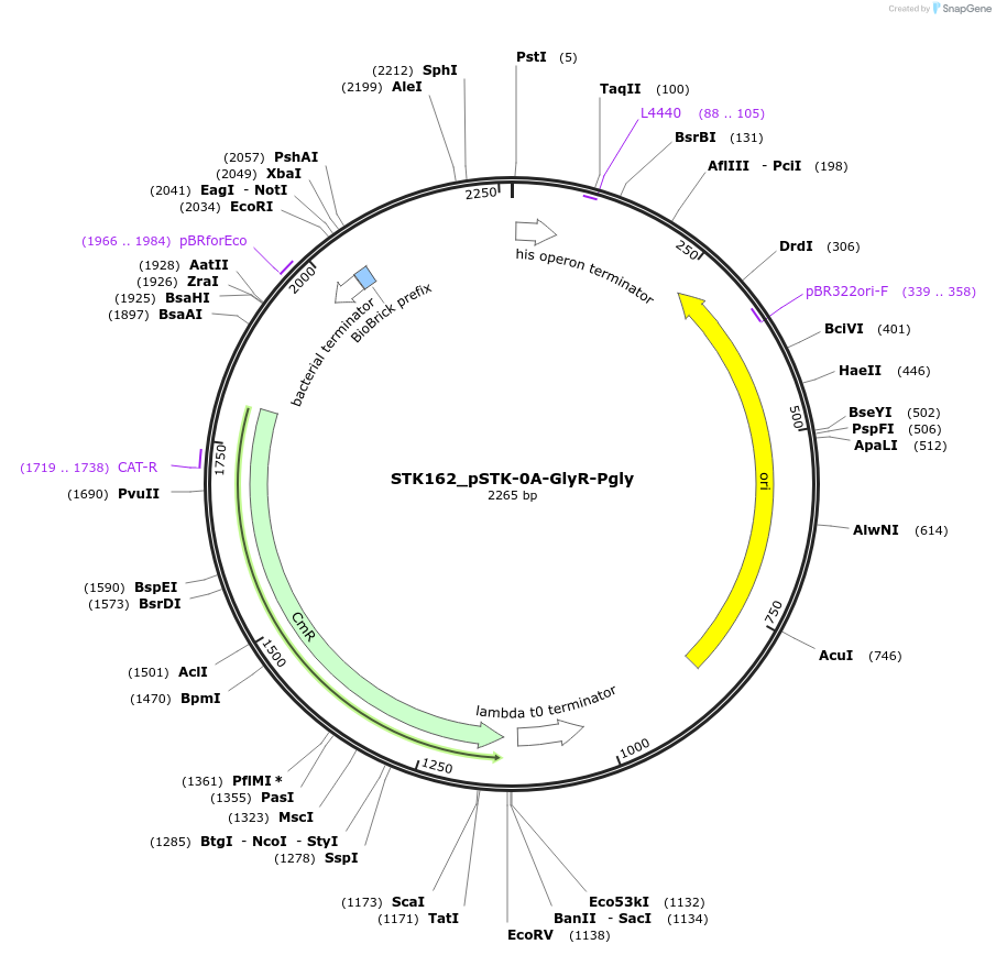 235378-plasmid-map-sequence-id-502636