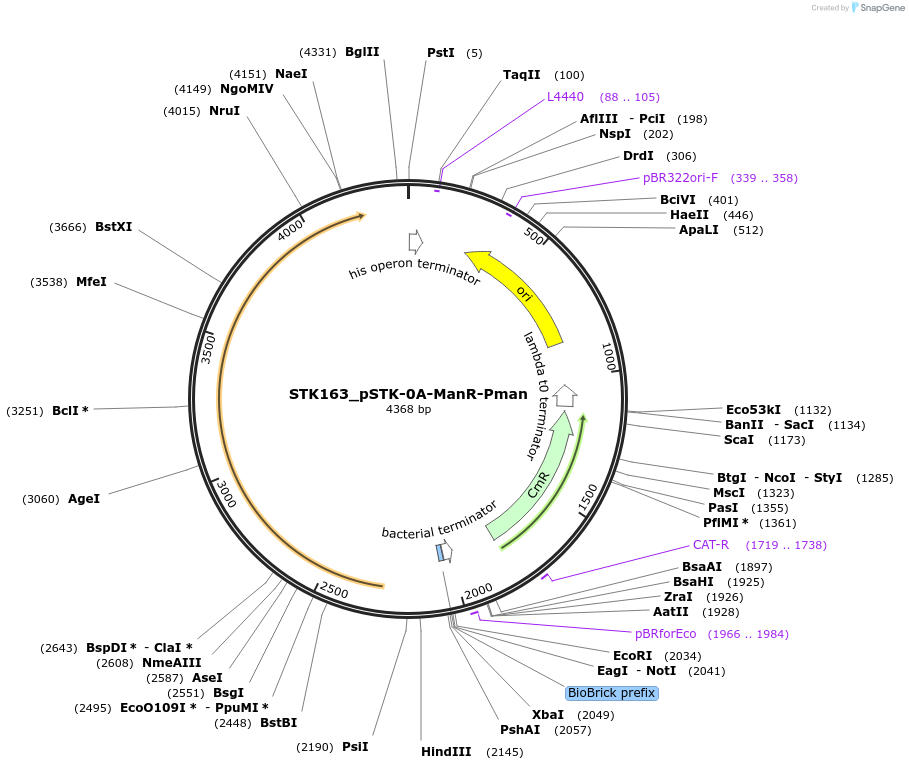 235379-plasmid-map-sequence-id-502637