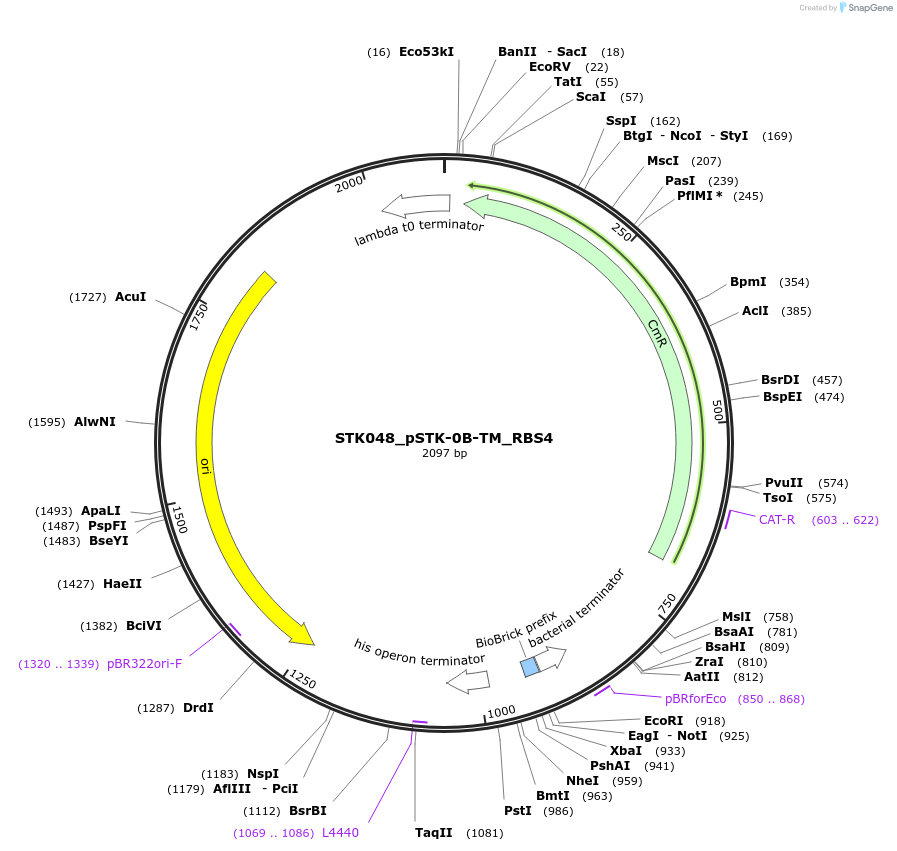 235381-plasmid-map-sequence-id-502639