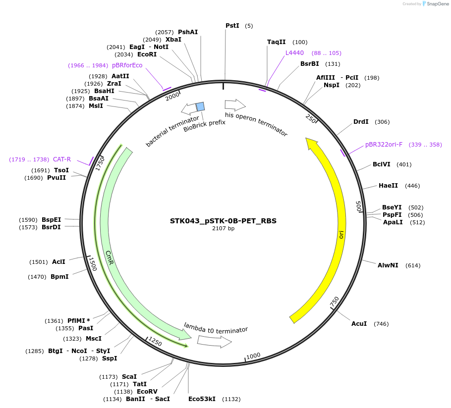235382-plasmid-map-sequence-id-502640