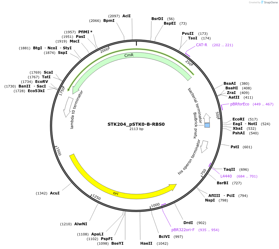 235383-plasmid-map-sequence-id-502641