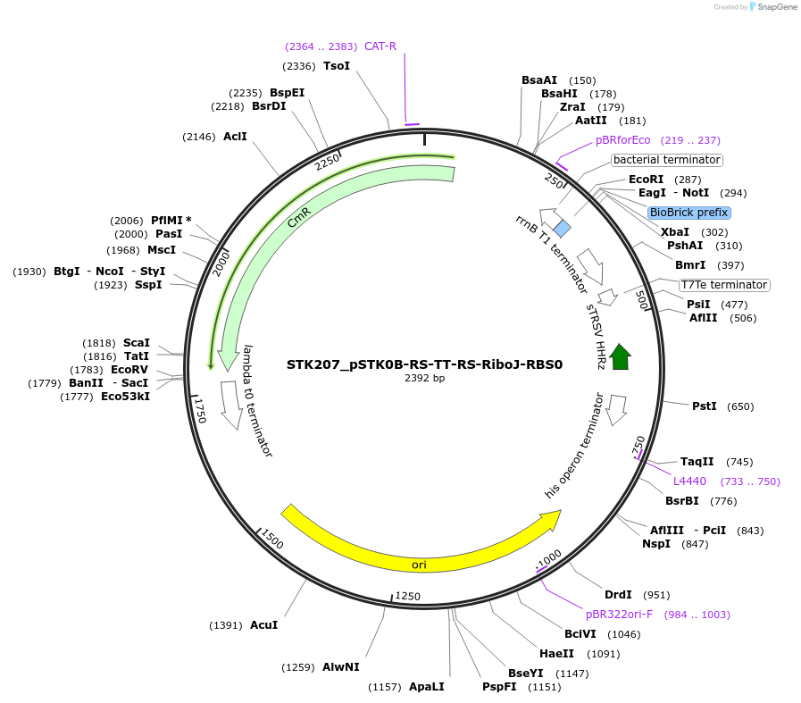 235386-plasmid-map-sequence-id-502644