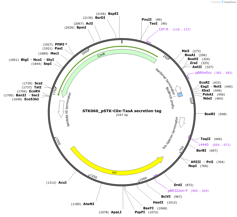235394-plasmid-map-sequence-id-502652