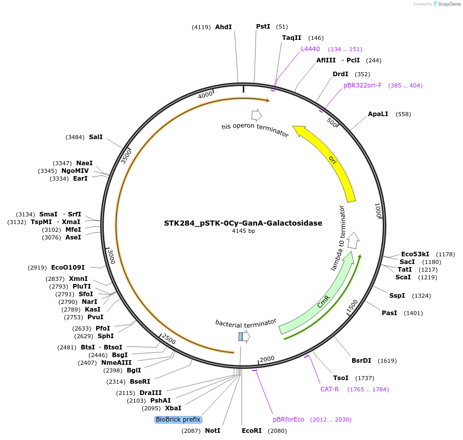 235396-plasmid-map-sequence-id-502654