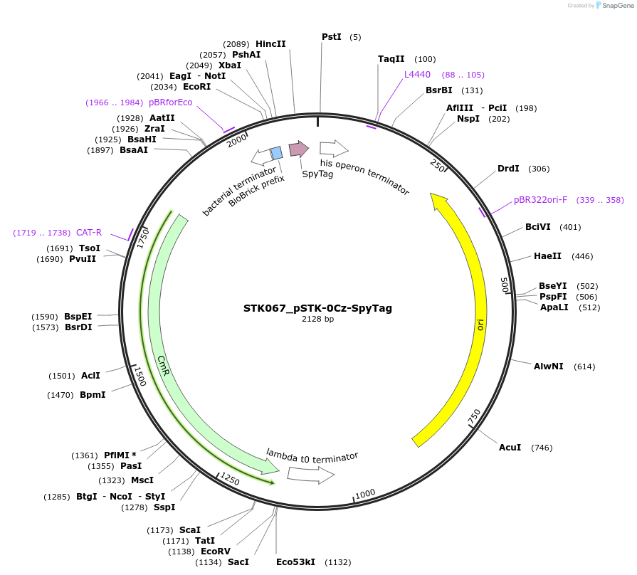 235408-plasmid-map-sequence-id-502664
