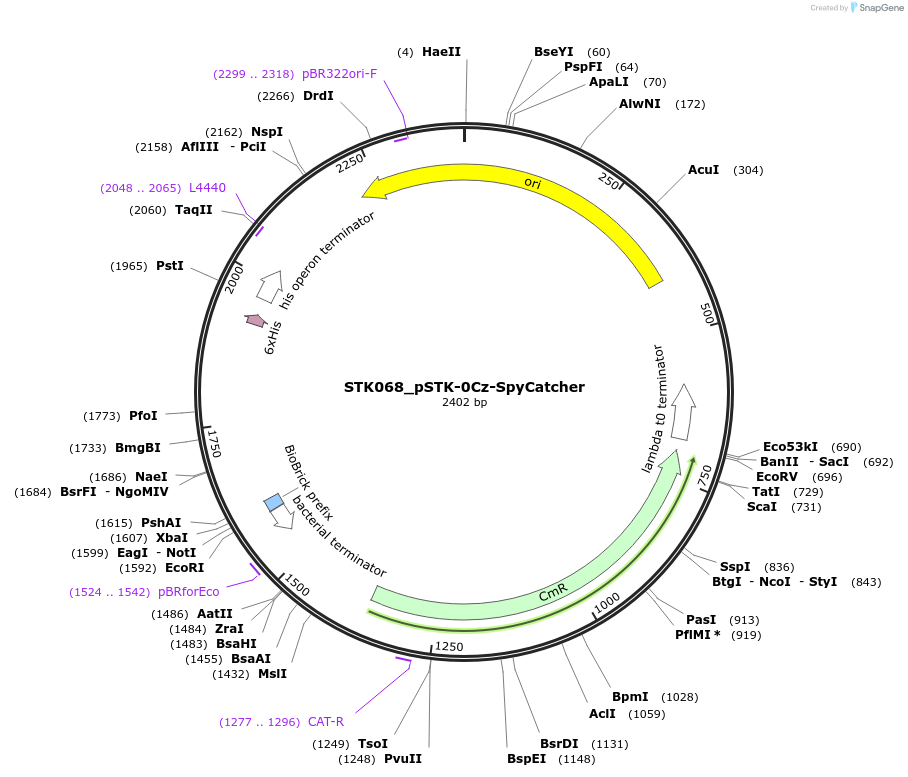 235409-plasmid-map-sequence-id-502665
