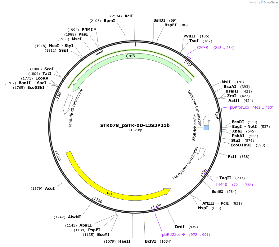 235413-plasmid-map-sequence-id-502667