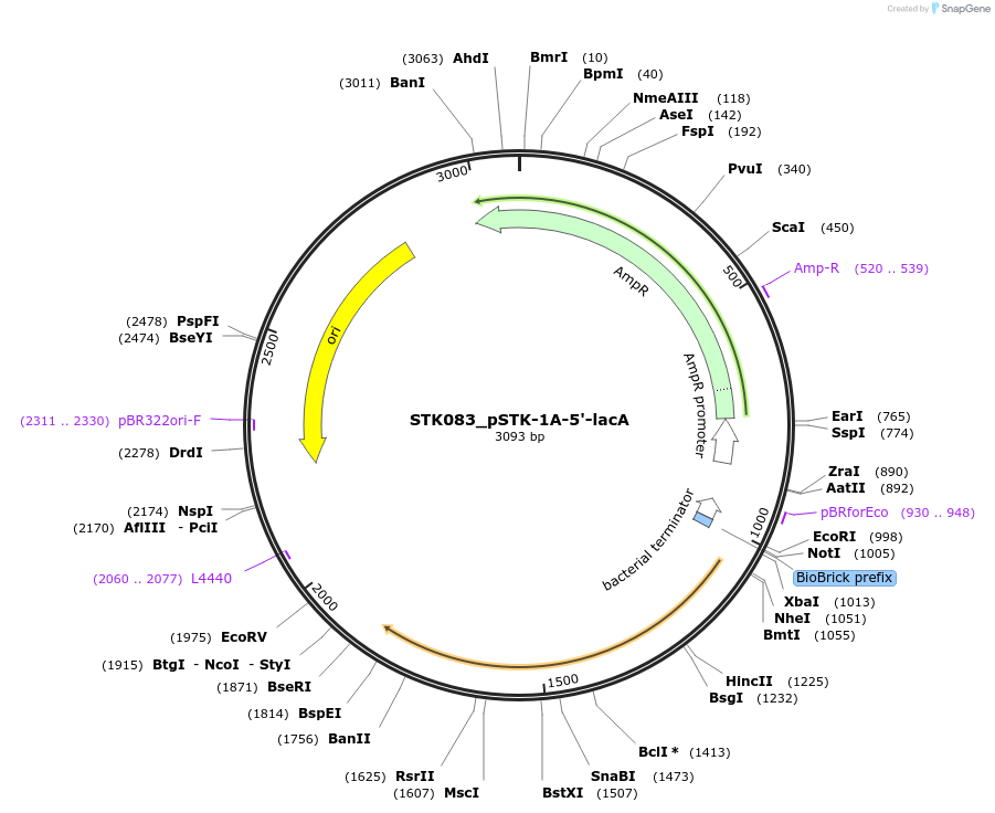235343-plasmid-map-sequence-id-502671